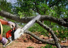 How Our Tree Care Process Works  in  Newport, NC